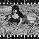 Naked in the Sun (1957) dvd  Stars James Craig, Lita Milan, Barton MacLane