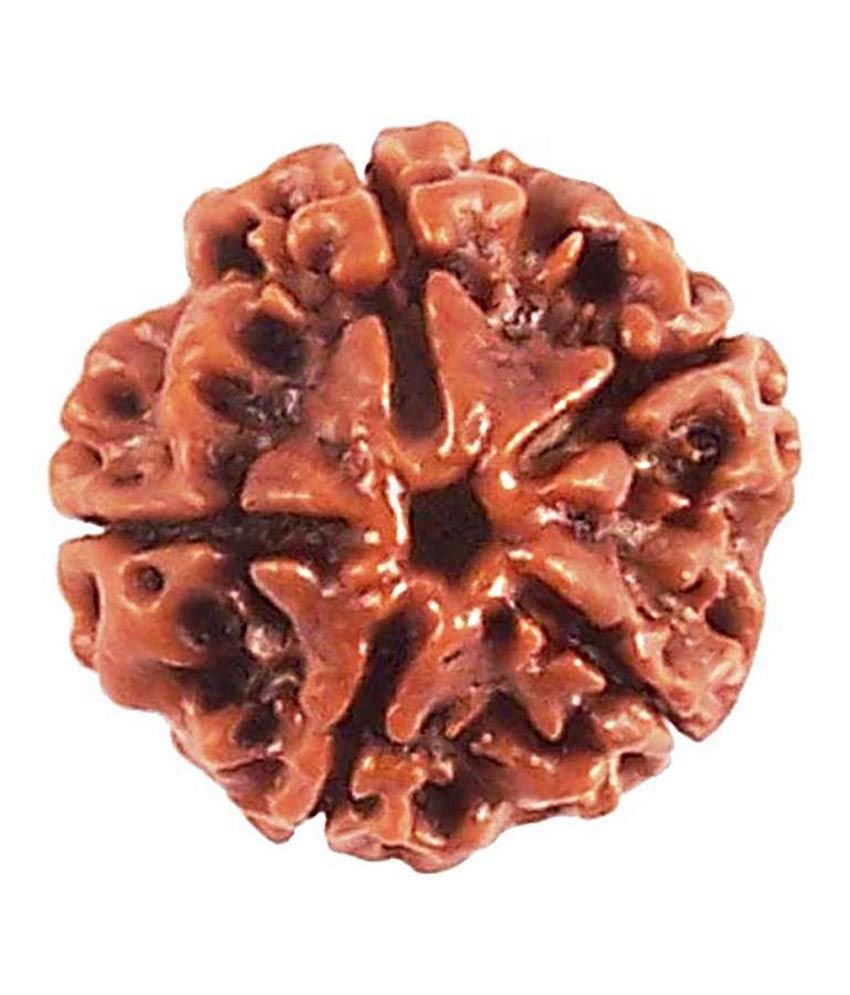 5 mukhi rudraksha