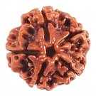 5 mukhi rudraksha