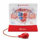 Learning Resources Pumping Heart Model - 1 Piece, Grades 3+ | Ages 8+ Educational Science 