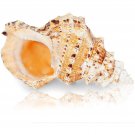 Large 5"-7" Natural Ocean Conch Sea Shell For Decorating Beach Seashell Decor