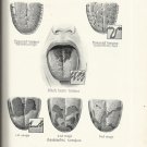 Vintage 1951 Book-Atlas of The Mouth