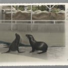 Vintage Postcard-Actual Photo-Pacific Ocean Park, Santa Monica, CA -Seals