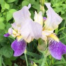 Irises Photograph