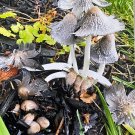 Wild Mushrooms Photograph 2
