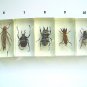 Beetle. Insect. The bugs. Real insect in acrylic shell. Hexapod. Price for 1 insect
