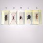 Beetle. Insect. The bugs. Real insect in acrylic shell. Hexapod. Price for 1 insect