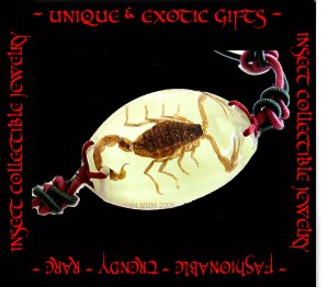 COLLECTIBLE REAL INSECT JEWELRY SCORPION BRACELET ECIC-NB3100