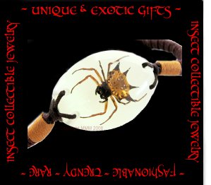 COLLECTIBLE REAL INSECT JEWELRY SPIDER BRACELET ECIC-NB3107