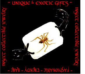 COLLECTIBLE REAL INSECT JEWELRY SPIDER BRACELET ECIC-NB3003