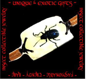 COLLECTIBLE REAL INSECT JEWELRY RARE BLUE LEAF BEETLE BRACELET ECIC-NB3004