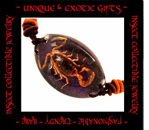 COLLECTIBLE REAL INSECT JEWELRY PURPLE COLORED SAND SCORPION BRACELET ECIC-NB3100
