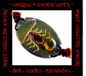 COLLECTIBLE REAL INSECT JEWELRY GREEN COLORED SAND SCORPION BRACELET ECIC-SB2101