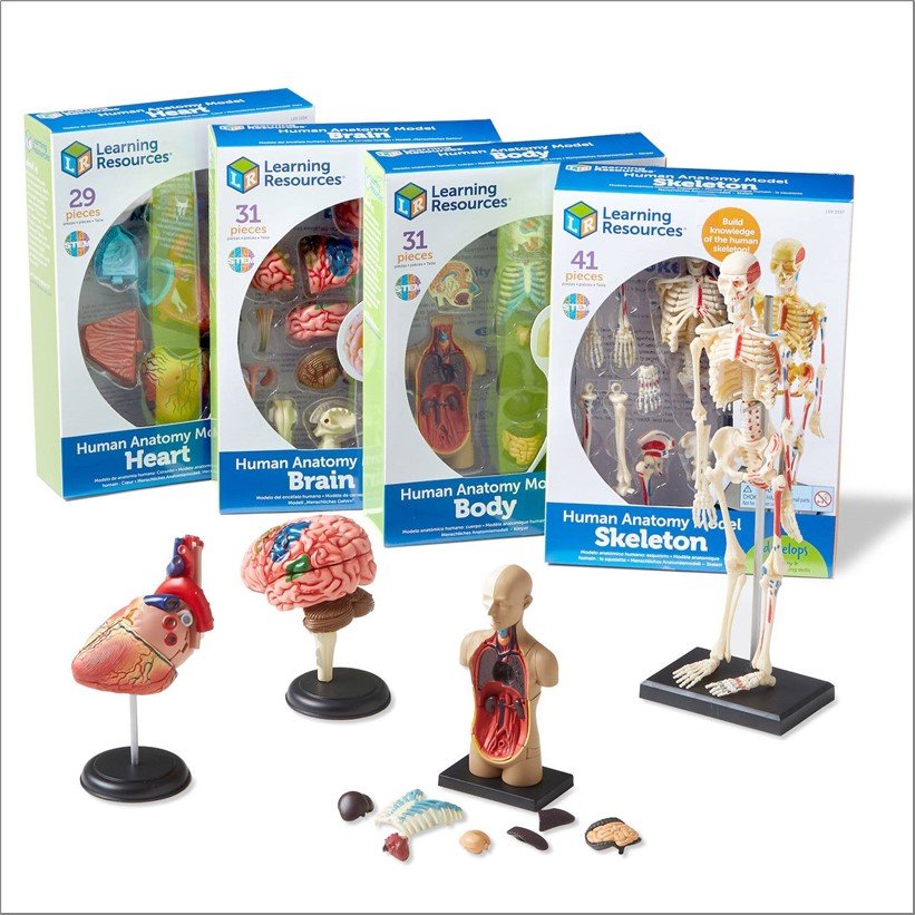 Learning Resources Human Anatomy Models Set Biology Diagrams