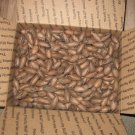 15 lbs. Fresh Native Pecans Squirrel and Parrot Grade in Shell Bulk Nuts All Nat