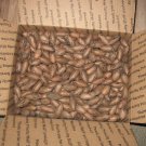 10 lbs. Fresh Native Pecans Squirrel and Parrot Grade in Shell Bulk Nuts All Nat