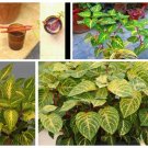 5 Cutting Rooted Nodes Iresine Diffusa Rare Live Plant