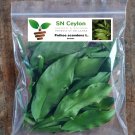 Dried Leaf Pothos scandens L. Climbing Aroid Araceae Wounds ulcers - 100g- 2kg