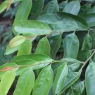 Dried Plant Leaves of Koholle Lavalu Donella lanceolata - 250g