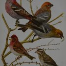 Antique Bird Art Purple Finch Ornithology Birds of America Print 1923