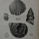 Sea Shell Fossil South American Science 1855 Antique US Naval Lithograph