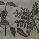 Tree Plant Botany 1740's Antique 18th Century Copper Plate Engraving