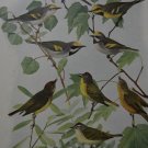 Antique Ornithology Science Birds of America Art Print Nashville Warbler 1917