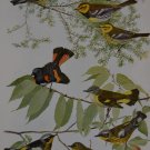 Antique Bird Art Magnolia Warbler Ornithology Birds of America Print 1923