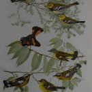 Birds of America Art Print Magnolia Warbler Antique 1917 Ornithology Science