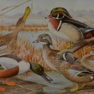 Antique Ornithology Birds of America Art Print Wood Duck Blue Winged Teal 1923