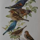 Antique Bird Art Blue Grosbeak Ornithology Birds of America Art Print 1923