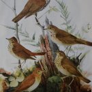 Antique Bird Art Ornithology Birds of America Art Print Wood Thrush 1923