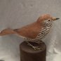 Wood thrush. Bird carving