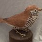 Wood thrush. Bird carving