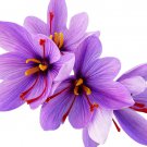 50 Saffron Crocus - 8-9 cm.