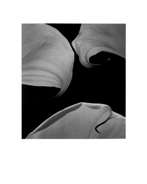 Black & White Original Gallery Art Print SET * FLORAL Still-Life * 20" x 25" Rare 1995 Mint