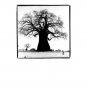 Black & White Original Gallery Print * WILLOW TREE * 20" x 25" Rare 1995 Mint