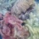 Natural & Dyed Fleeces