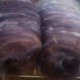 Spinning Batts