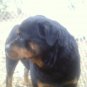 100% all meat dog treats- Beef & Pork Bickys- they ain't pretty but dogs luv em!