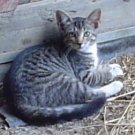 100% All meat cat treats- your cat will luv em!