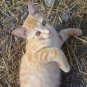 100% All meat cat treats- your cat will luv em!