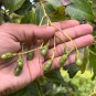 Ceylon True Cinnamon (Cinnamomum Zeylanicum = Verum) Organic Cinnamon 25+ Seeds