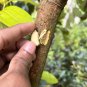 Ceylon True Cinnamon (Cinnamomum Zeylanicum = Verum) Organic Cinnamon 25+ Seeds