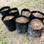 Dwarf Golden KING Coconut Live One Seed (Cocos Nucifera)  viable Harvest in 2 yrs