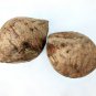 Dwarf Golden KING Coconut Live One Seed (Cocos Nucifera)  viable Harvest in 2 yrs