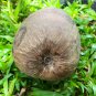Dwarf Golden KING Coconut Live One Seed (Cocos Nucifera)  viable Harvest in 2 yrs