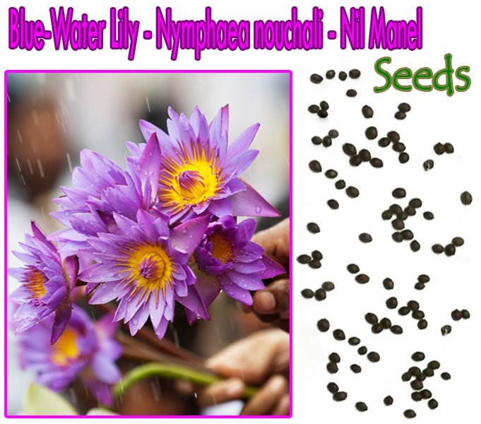 Ceylon Nymphaea nouchali Seeds Fragrant Blue Water Lily Aquatic Star Lotus