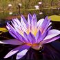 Ceylon Nymphaea nouchali Seeds Fragrant Blue Water Lily Aquatic Star Lotus