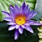 Ceylon Nymphaea nouchali Seeds Fragrant Blue Water Lily Aquatic Star Lotus